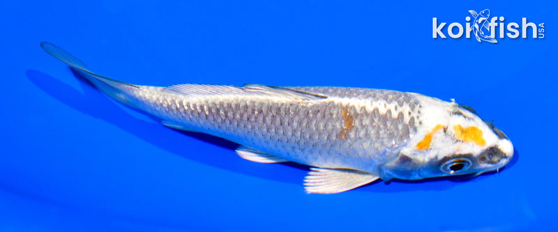 5.25" BENI GINGA