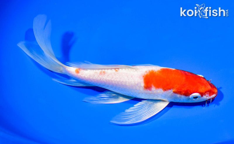 7.25" KUCHIBENNI HARIWAKE BUTTERFLY