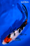 5.5" SANKE BUTTERFLY