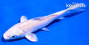4.5" PLATINUM OGON