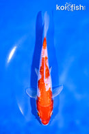 5.5" GINRIN KOHAKU