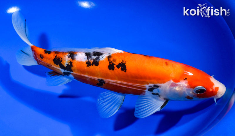 8.25" DOITSU SANKE