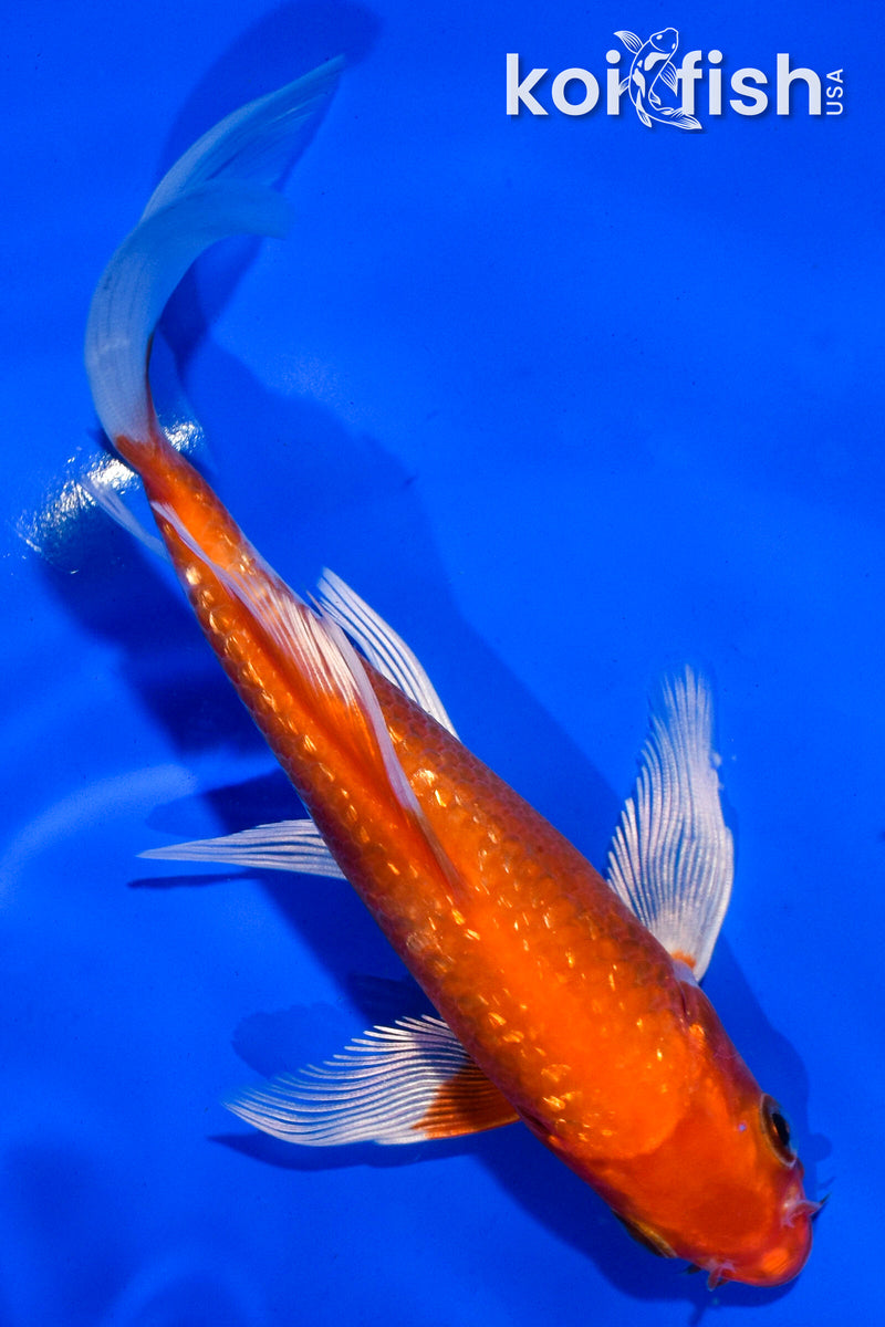 5.5" GINRIN HARIWAKE BUTTERFLY