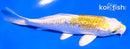 5" GINRIN LEMON HARIWAKE