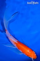 5.5" KOHAKU BUTTERFLY
