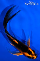 5.25" ORENJI MATSUBA BUTTERFLY