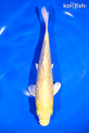 7.75" GINRIN YAMABUKI OGON