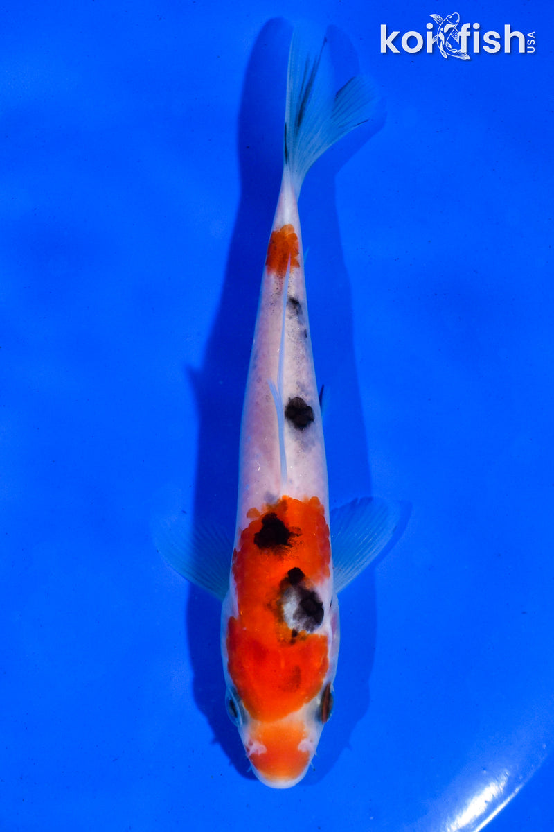 5.5" SANKE