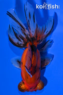 5.25" CALICO TELESCOPE GOLDFISH