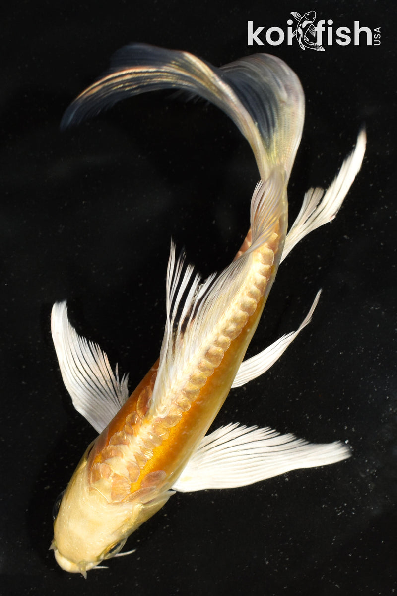 5.5" DOITSU YAMABUKI OGON BUTTERFLY