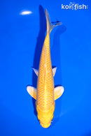 7" YAMABUKI OGON