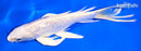 7.75" GINRIN PLLATINUM OGON BUTTERFLY