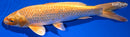 9" GINRIN YAMABUKI OGON