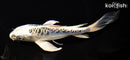 7.5" ARAGOKE GIN MATSUBA BUTTERFLY