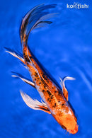 10" YAMATO NISHIKI BUTTERFLY