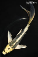 6.5" ARAGOKE KIN KIKOKURYU BUTTERFLY