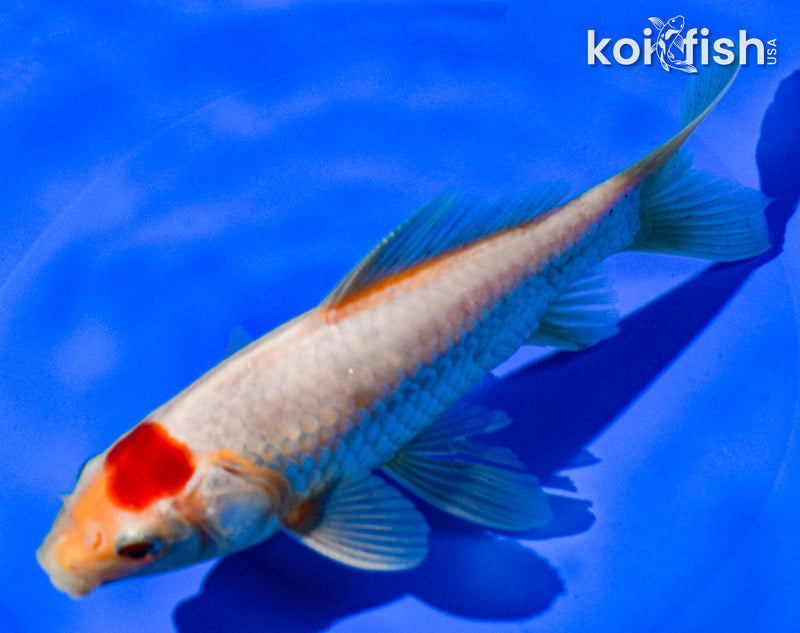 6" HIBUNA GOLDFISH