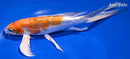 9" HEISEI NISHIKI BUTTERFLY