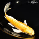 9.25" YAMABUKI OGON BUTTERFLY