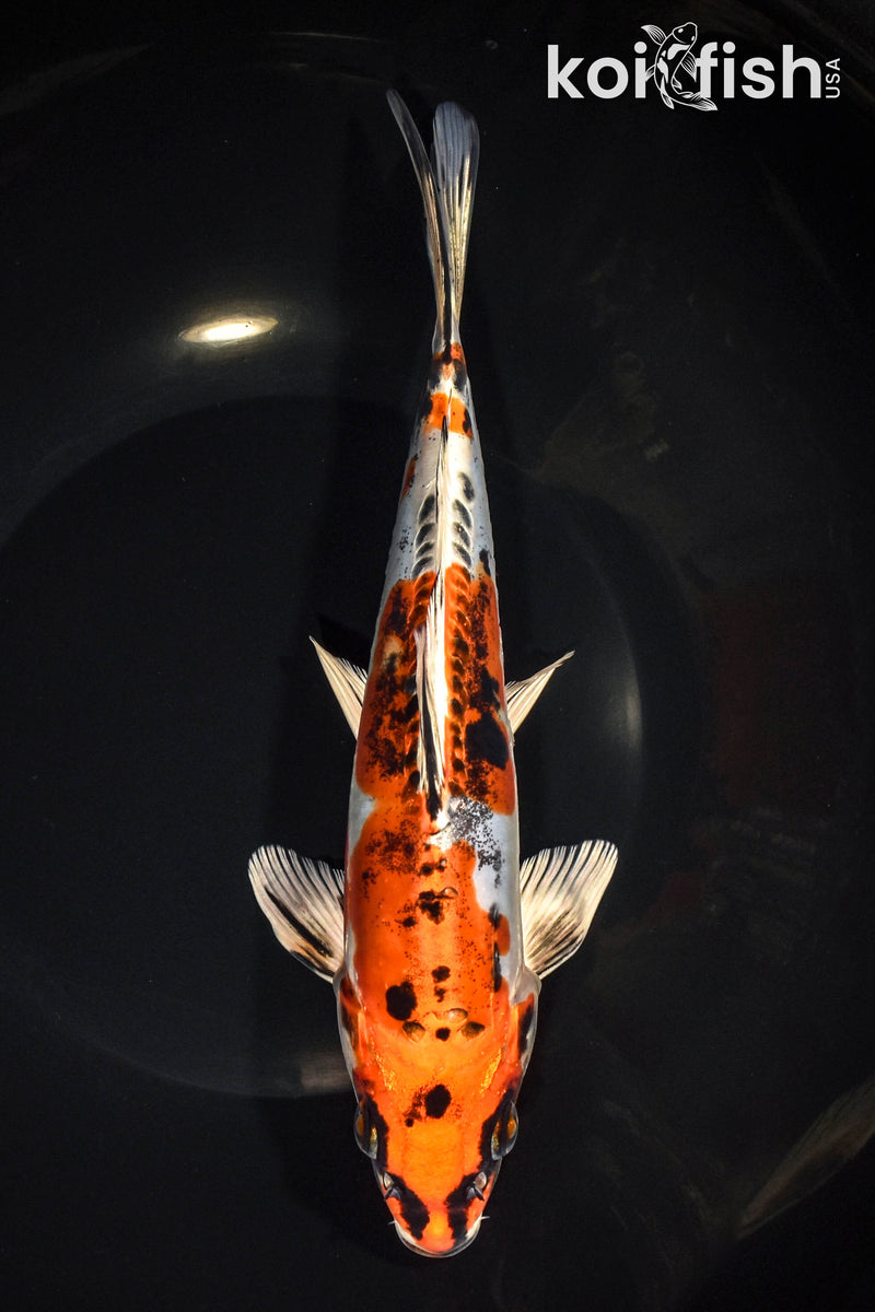 9" BENI KIKOKURYU
