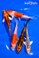 PACK OF (5) 4-5" STANDARD KOI