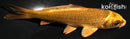4.25" KIN ORENJI MATSUBA
