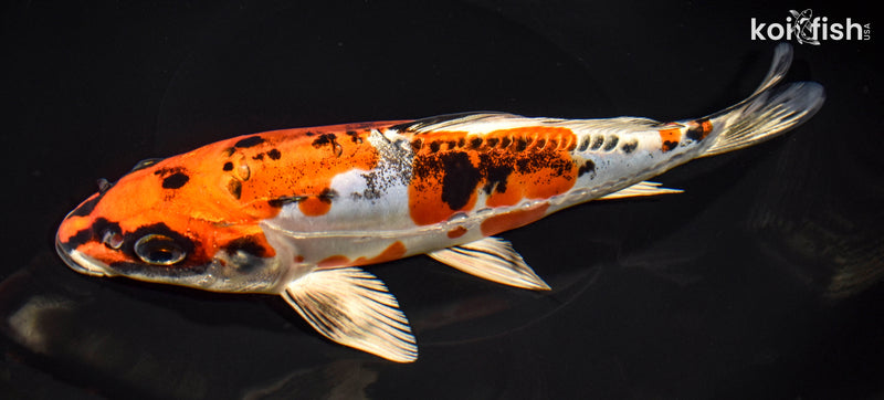 9" BENI KIKOKURYU