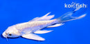 4.5" DOITSU PLATINUM OGON BUTTERFLY