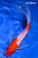 9.25" KOHAKU BUTTERFLY