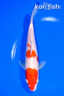 8" KOHAKU