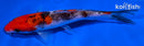 5.5" SANKE