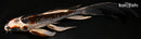 7.75" KUJAKU BUTTERFLY