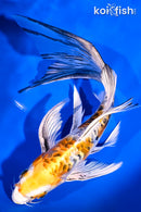 8.25" ARAGOKE HEISEI NISHIKI BUTTERFLY