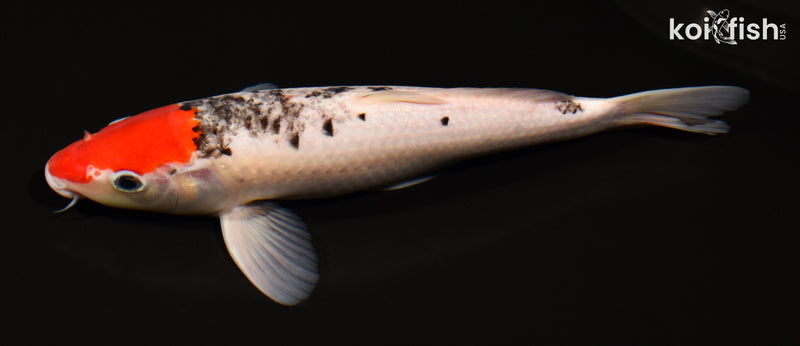 10.75" GOSHIKI