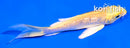 4" GINRIN YAMABUKI OGON BUTTERFLY