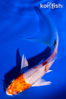 4.75" METALLIC GOROMO BUTTERFLY