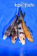 PACK OF (4) 3.75-4.25" MIXED STANDARD KOI