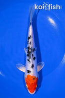 7.5" HEISEI NISHIKI