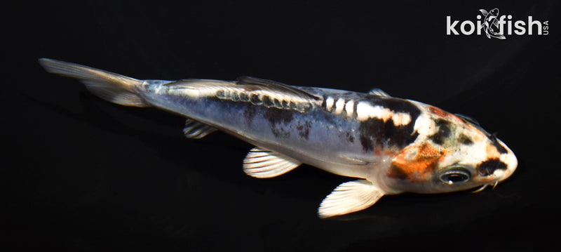5" BENI KIKOKURYU