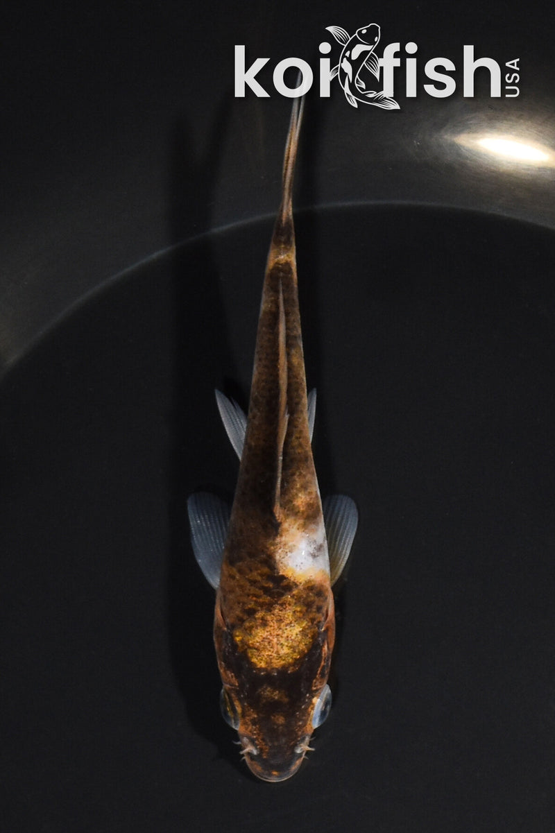 4.25" GOROMO