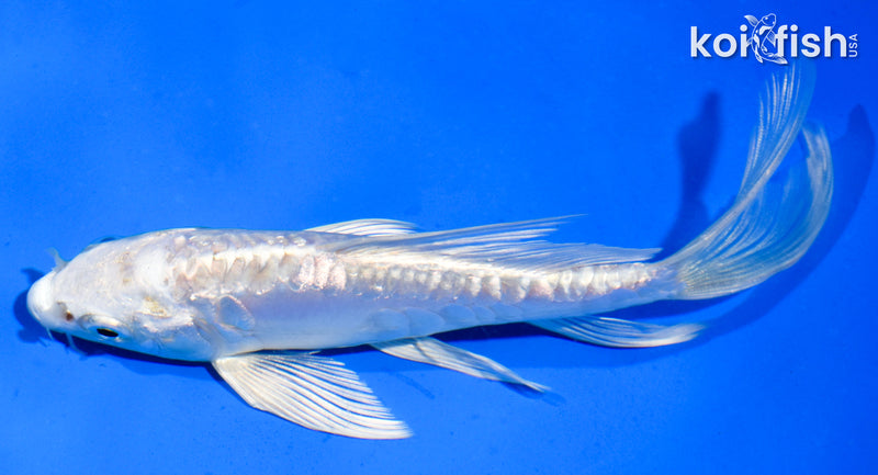 5.5" DOITSU PLATINUM OGON BUTTERFLY