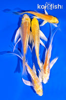PACK OF (5) 4-5.5" YELLOW BUTTERFLY KOI