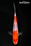 4.5" GOSHIKI
