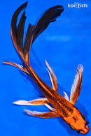 8" ORENJI MATSUBA BUTTERFLY