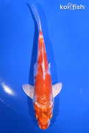 5.5" HARIWAKE