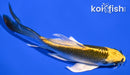 6" KI MATSUBA BUTTERFLY