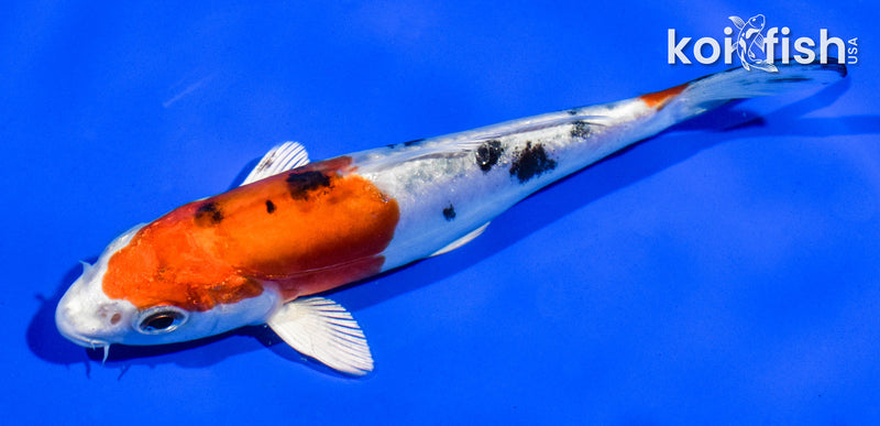 5.5" HEISEI NISHIKI