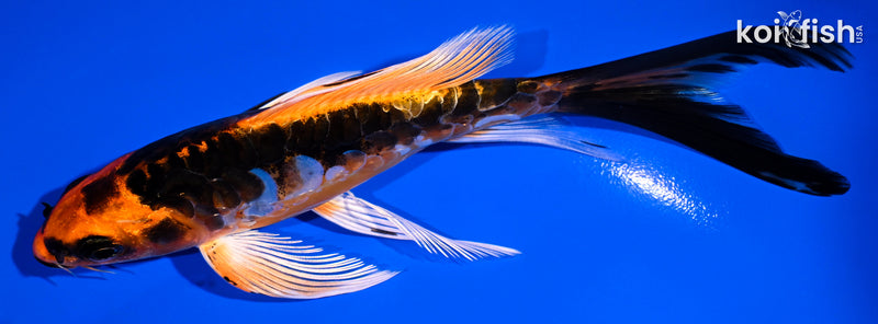 5.75" ARAGOKE BENI KIKOKURYU BUTTERFLY