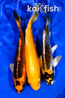 PACK OF (3) 5.5"- 5.75" STANDARD KOI