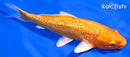 5.5" GINRIN ORENJI OGON